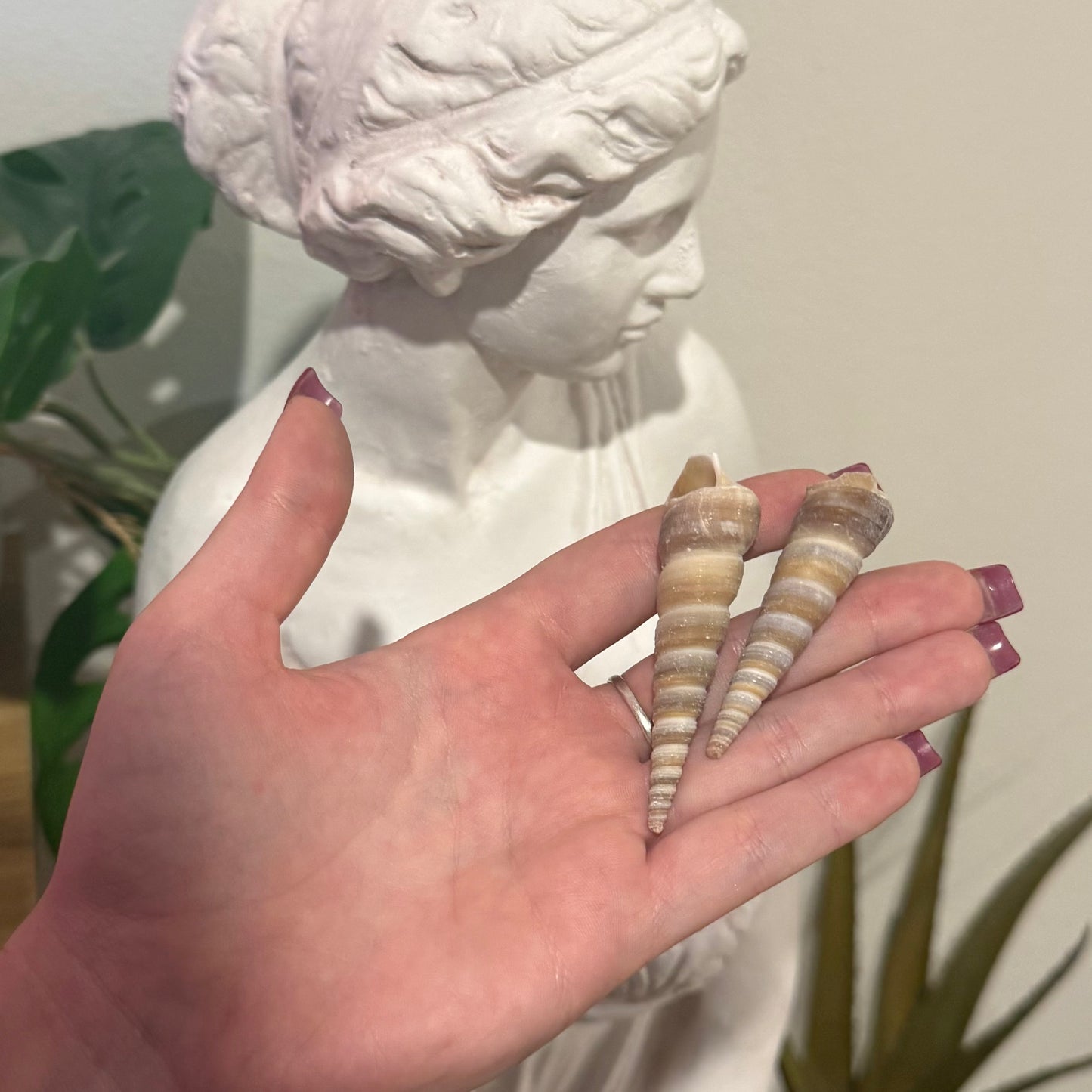 (Aguar Shells) Sea Shells - 2pk