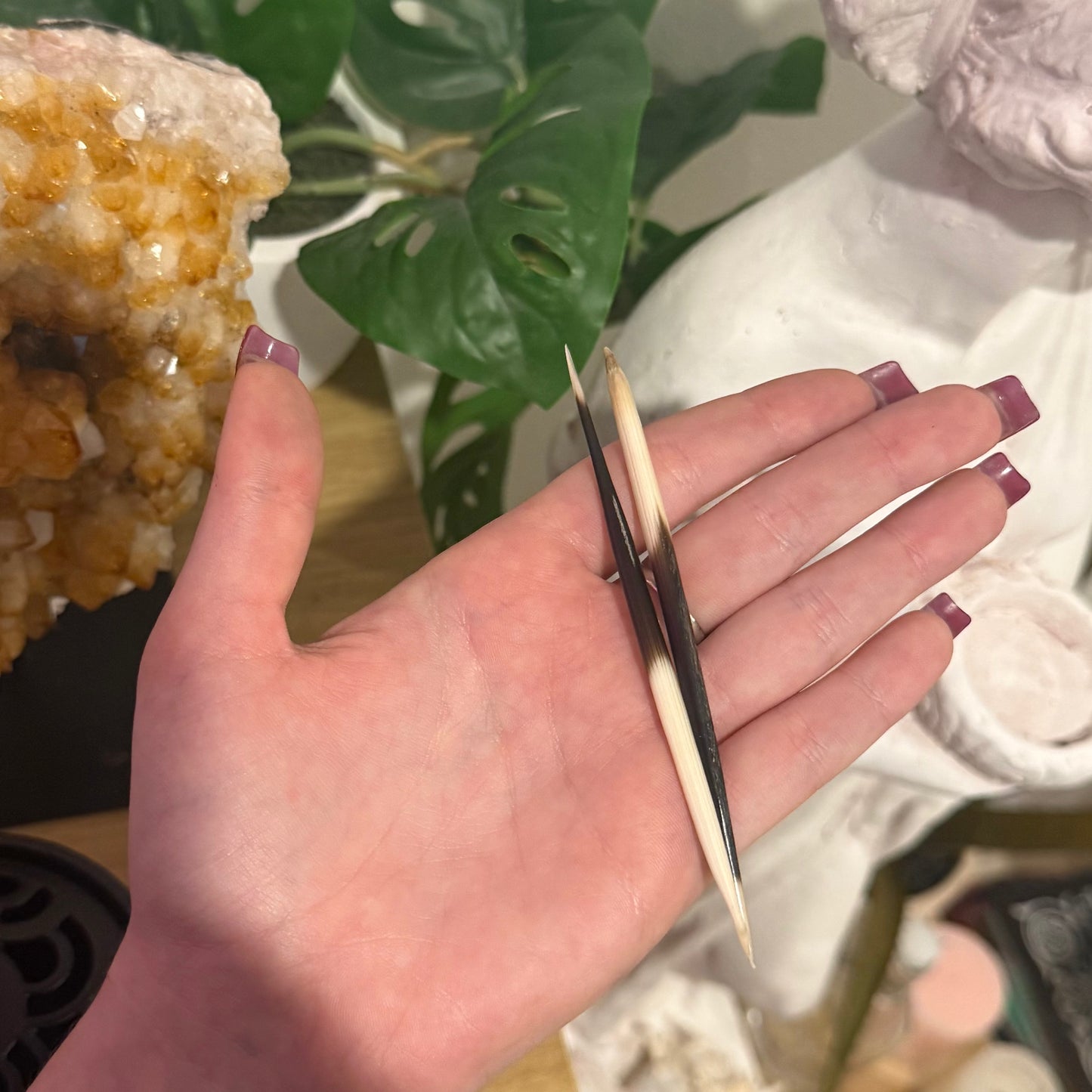 Porcupine Quills - 2pk