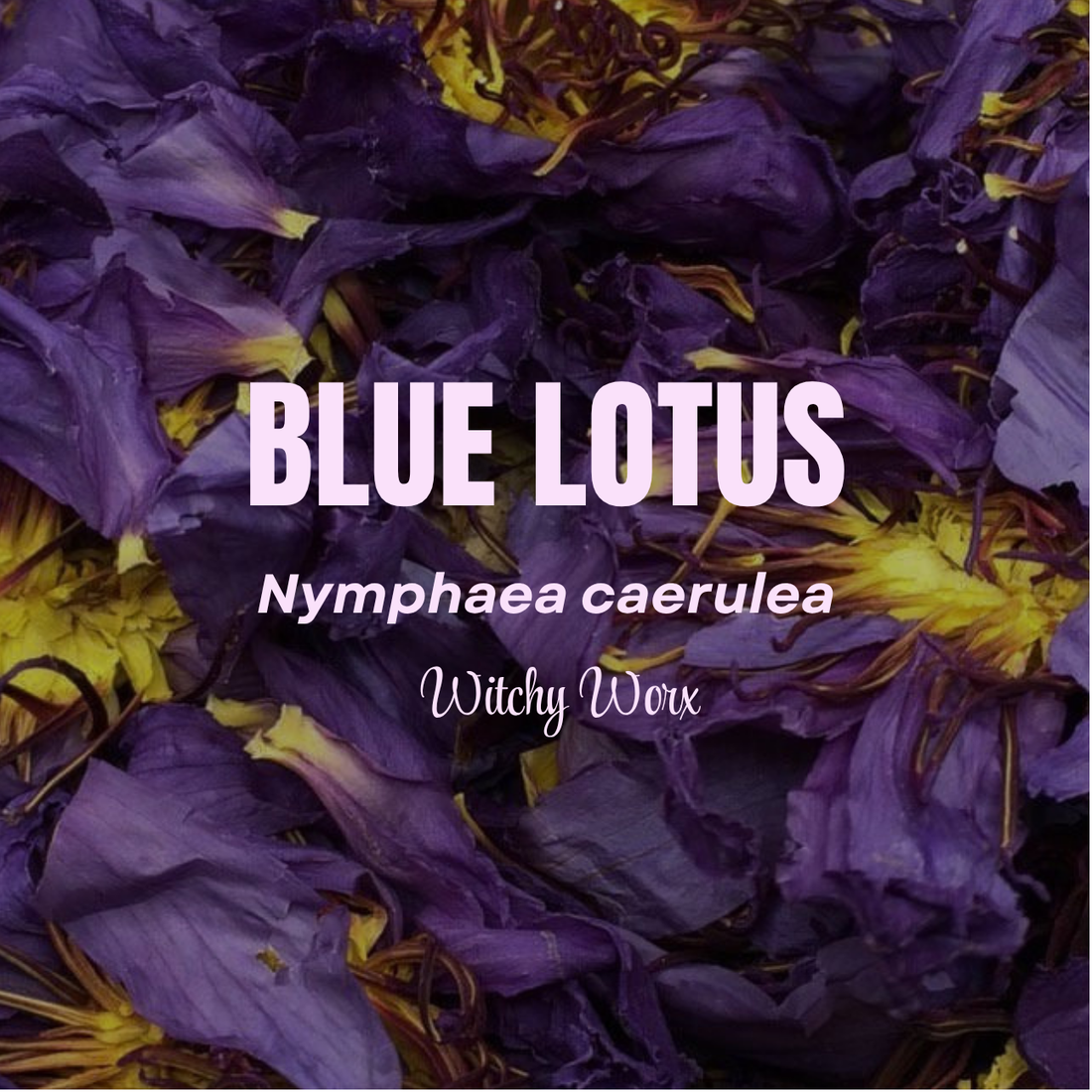 The Magic Behind Blue Lotus