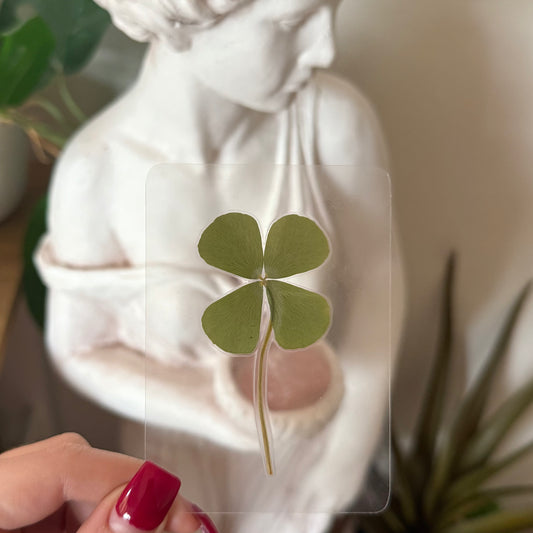 Pressed Four Leaf Clover - 1pc