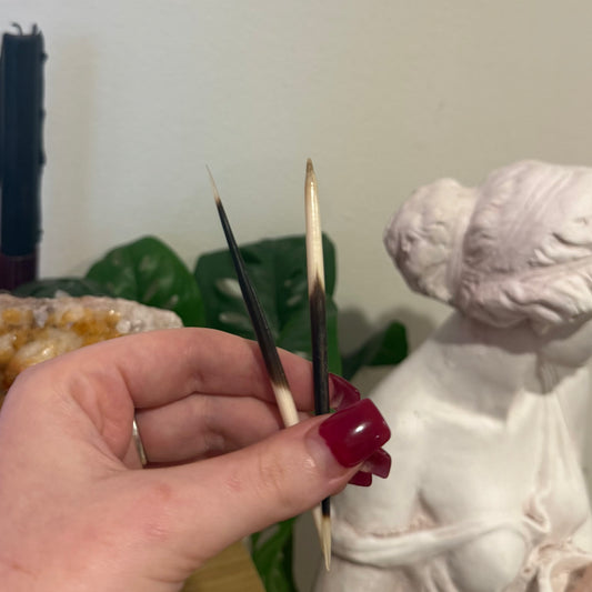 Porcupine Quills - 2pk